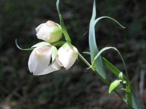 Rare Flower IMG_0813