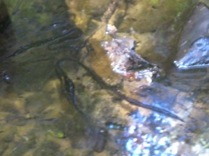 Tarwater Creek IMG_0882