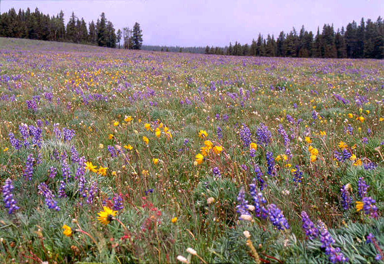 Rocky Mountain Flowers