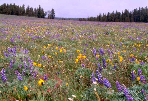 Rocky Mountain Flowers