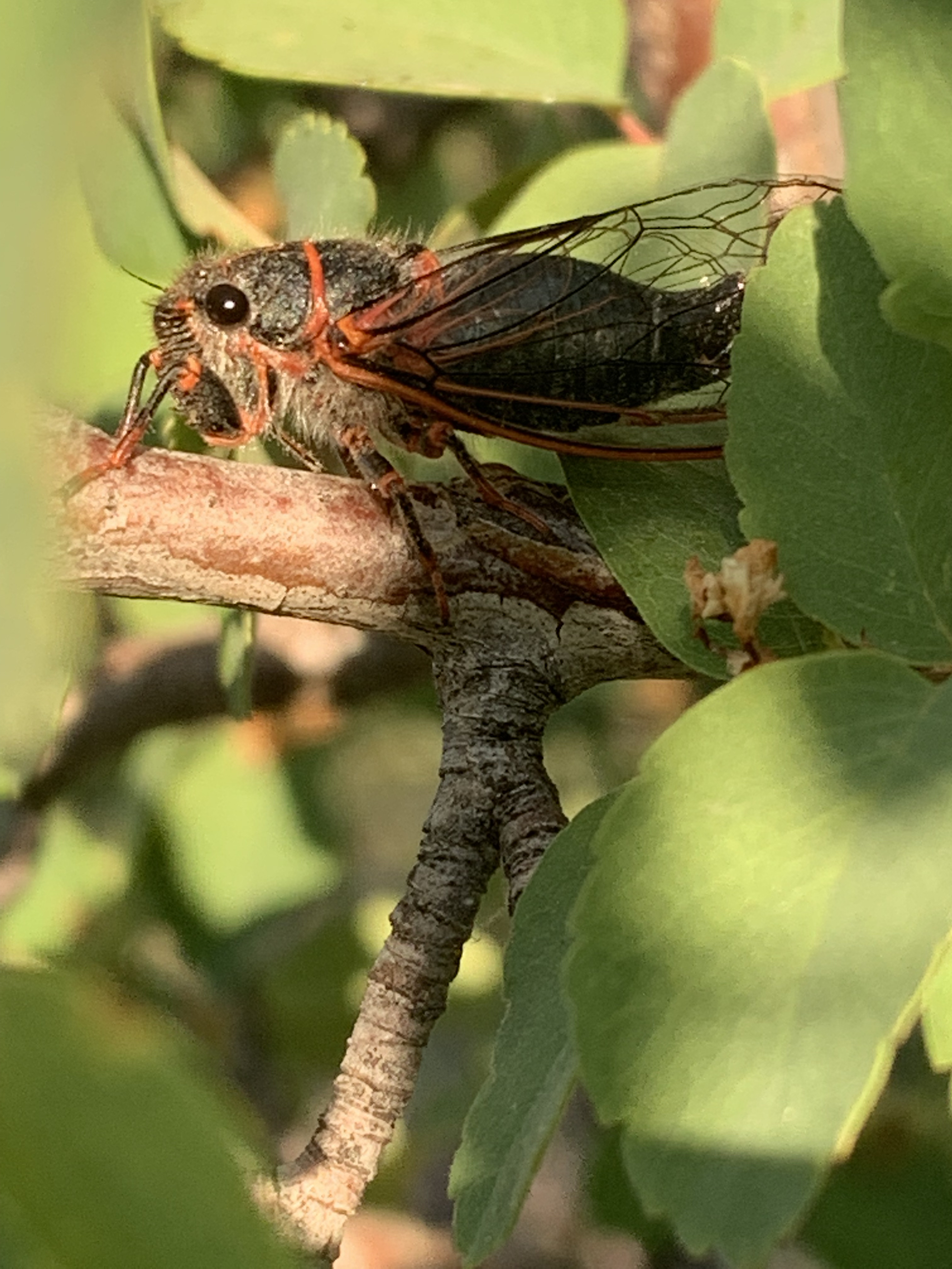 Black Canyon Critter